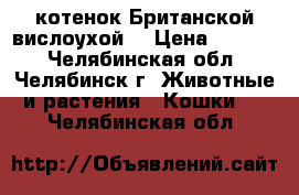 котенок Британской вислоухой  › Цена ­ 2 500 - Челябинская обл., Челябинск г. Животные и растения » Кошки   . Челябинская обл.